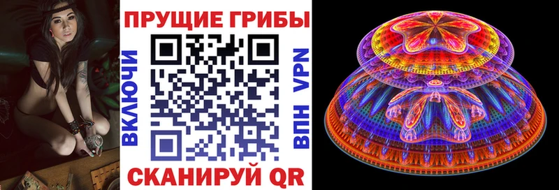 Купить закладки  Михайловск  Псилоцибиновые грибы Cubensis 